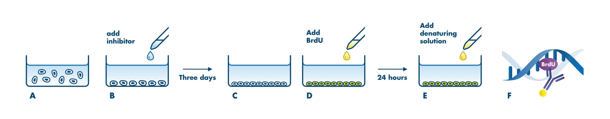 Cell Proliferation Assay Service Celltiter Glo Reaction Biology